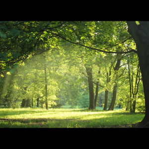 Alternative view of Yeşil Ağaçlı Orman Duvar Kağıdı - 106