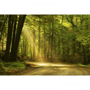 Orman İçinde Yol Görselli Duvar Kağıdı