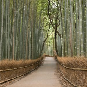 Bambu Korusu Görselli Duvar Kağıdı
