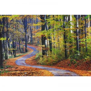 Ormanda Kıvrılan Yol Duvar Kağıdı