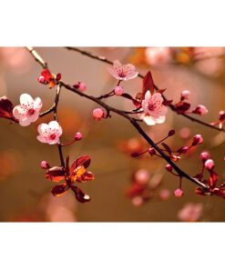 Japon Kiraz Çiçekli Duvar Kağıdı