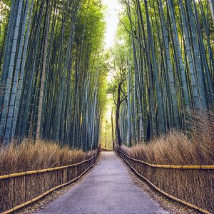 Alternative view of Bambu Ormanında Yol Görselli Duvar Kağıdı - 245