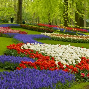 Renkli Çiçekli Park Görselli Duvar Kağıdı