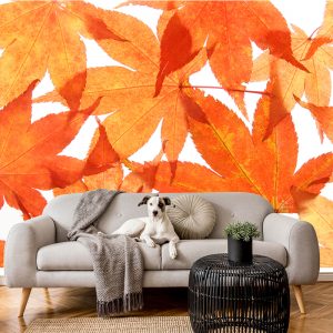 Kırmızı Çınar Yapraklı Duvar Kağıdı