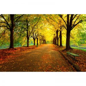Orman Yol Manzaralı Duvar Kağıdı