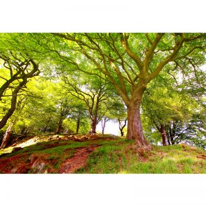 Ağaçlı Tepe Görselli Duvar Kağıdı