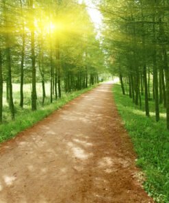 Ağaçlı Toprak Yol Görselli Duvar Kağıdı