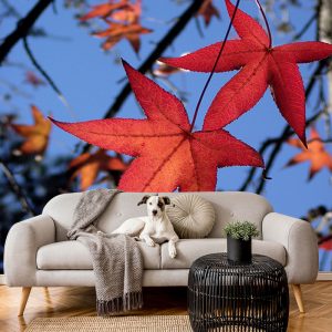 Kırmızı Yaprak Görselli Duvar Kağıdı