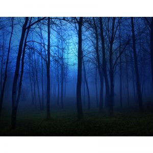 Gece Mavisi Sisli Orman Görselli Duvar Kağıdı