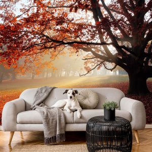 Yaprak Döken Ağaçlı Duvar Kağıdı