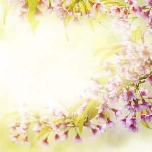 Çiçek Açmış Ağaç Dalı Görselli Duvar Kağıdı