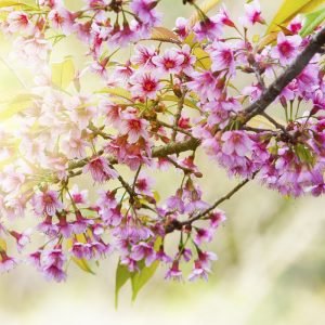 Çiçek Açmış Ağaç Dalı Görselli Duvar Kağıdı