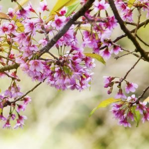 Çiçek Açmış Ağaç Dalı Görselli Duvar Kağıdı